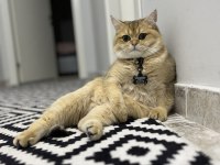 11 aylık Erkek Golden British Shorthair
