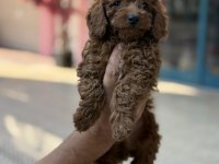 Konya İçi Elden Teslim Toy Poodle Bebekler