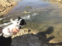 Kendi chihuahua kızımın yavruları