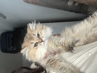 Anne baba şecereli british longhair