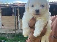 Maltese Terrier Yavrularımız