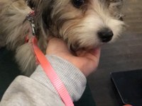 Süs köpeği maltese terrier 6 aylık
