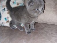Ev ortamında büyüyen scottish fold yavrum