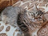 SCOTTİSH STRAİGHT YAVRU KEDİSİ ÖZEL RENK