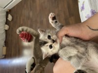 Yavru British Shorthair Antalya