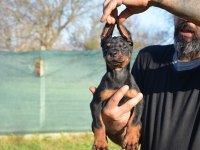 ŞAMPİYON ANNE BABADAN DOBERMAN BEBEKLER