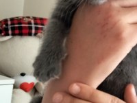 2 Aylık Dişi British Shorthair