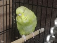 Maşallah show jumbo muhabbet kuşu damızlık ve yavrular