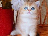 Dünya Harikası Golden Ny12 British Shorthair 