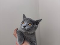 SCOTTİSH STRAİGHT ERKEK KEDİMİZ