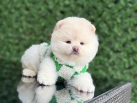 Sağlık ve ırk garantili pomeranian