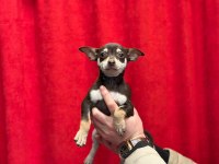 A+Plus Pinscher Yavrular
