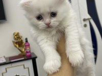 55 Günlük Dünya Tatlısı Kartopu British Shorthair Bebekler
