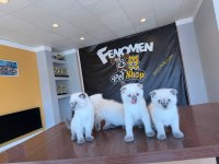 YENİ SCOTTISH FOLD YAVRULAR BRITISH YAVRULAR ANKARA