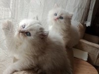 2 aylık iran kedisi sahibimi arıyorum