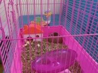 Yavru hamster kafesiyle ve yemiyle