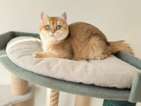 Safkan british shorthair yavrular