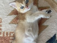 3.5 aylık erkek british shorthair