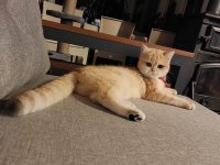 British Shorthair Golden 1 Yaşında Dişi
