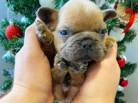 Üst Düzey French Bulldog Yavrularımız