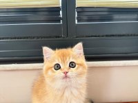 Golden Shaded British Shorthair Dişi Yavrumuz