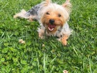 Wc Eğitimli Full Aşılı Bakımlı Köpeğimiz