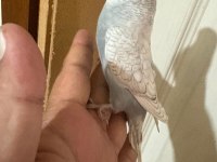 29 GÜNLÜK KUSURSUZ MUHABBET KUŞU BEBEK