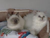 Maviş British Shorthair/ Longhair Bebeğim
