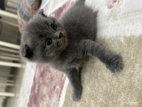 Scottish fold 3 aylık yavru kedimiz