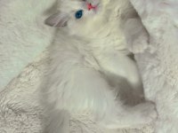 Anne Altından Safkan Ragdoll Yavru Kediler