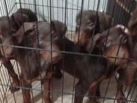 Kahverengi doberman köpeği