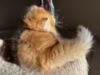 Golden Ny11 Pofuduk Ayıcık British Longhair