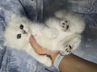 British longhair yavrular