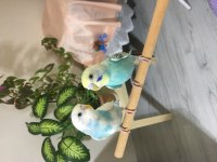 3 aylık dişi ve erkek muhabbet kuşu