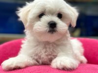 Kar beyaz maltese