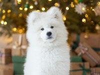KIF-FCI ŞECERELİ MÜKEMMEL KALİTE SAMOYED SON 1 YAVRU