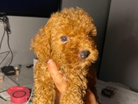 Kaliteli renklerde uygun poodle