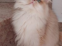 Şecereli british longhair kediler sahiplendirilecek