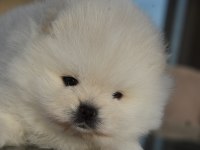 Safkan Pomeranian Boo