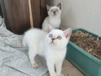 Safkan ayı surat kedimiz