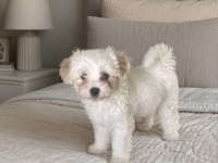 Orijinal terrier yavrular ırk sağlık garantili