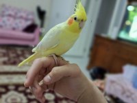 Lutino erkek sultan papağanı