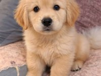 Bebek yüz golden retriever yavrular 2 aylık