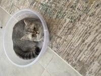 British shorthair kedim