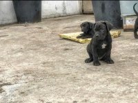 Irk sağlık garantili cane corso yavruları