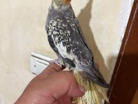 TAM 57 GÜNLÜK FULL EVCİL KUSURSUZ BEBEK SULTAN