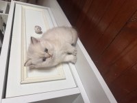British shorthair kedisi