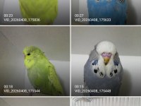 Show jumbo muhabbet kuşu yavrular