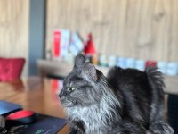 Orjinal saf kan full secereli parmak main coon