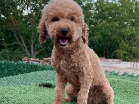 Dişi yetişkin poodle